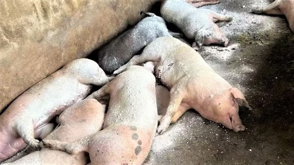 Dịch tả lợn châu Phi tái phát ở Nghệ An