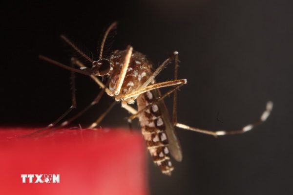 Dịch virus Tây sông Nile diễn biến phức tạp ở Địa Trung Hải