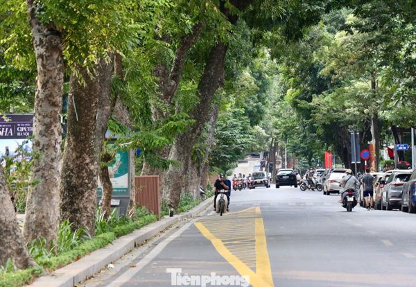Điểm danh những hàng cổ thụ rợp bóng làm nên dấu ấn phố Hà Nội