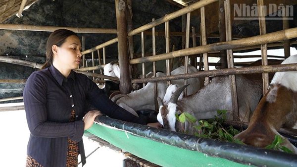 Điểm tựa vững chắc cho phụ nữ nông thôn Vĩnh Long vươn lên làm chủ kinh tế