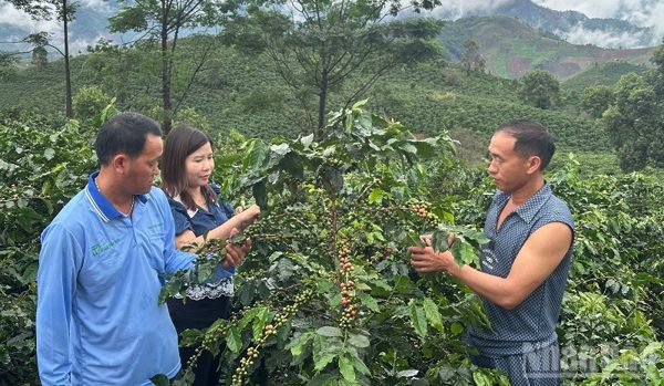 Điện Biên: Diện tích trồng mới cây cà-phê trong năm đã hoàn thành chỉ tiêu cả nhiệm kỳ