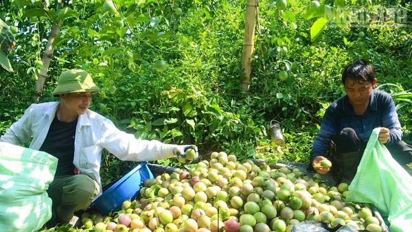 Điện Biên: Mô hình trồng thử nghiệm cây chanh leo tại xã Núa Ngam và phường Điện Biên Phủ cho kết quả tốt