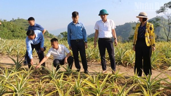 Điện Biên phê duyệt, triển khai 350 dự án, mô hình hỗ trợ phát triển sản xuất từ nguồn vốn Chương trình mục tiêu quốc gia