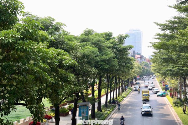Diện mạo đường phố Hà Nội sau đợt cắt tỉa hoa sữa