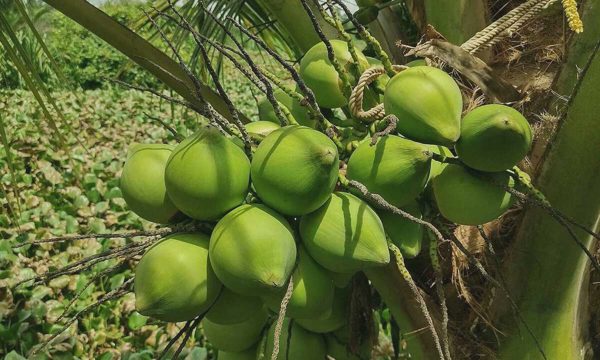 Điều gì xảy ra khi uống nước dừa để giảm cân?