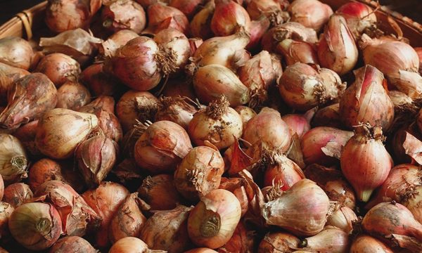 Điều gì xảy ra với đường ruột khi ăn củ hành sống?