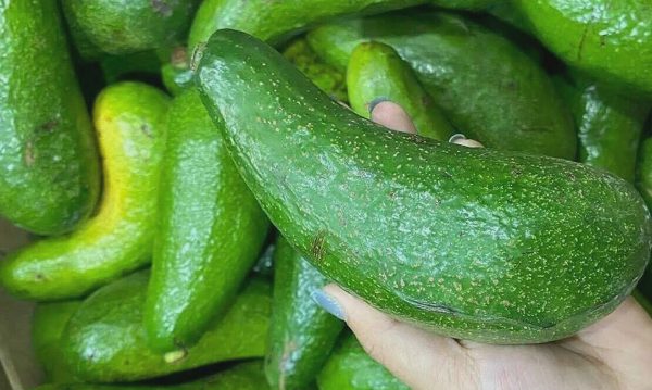 Điều gì xảy ra với não khi bạn không ăn chất béo?