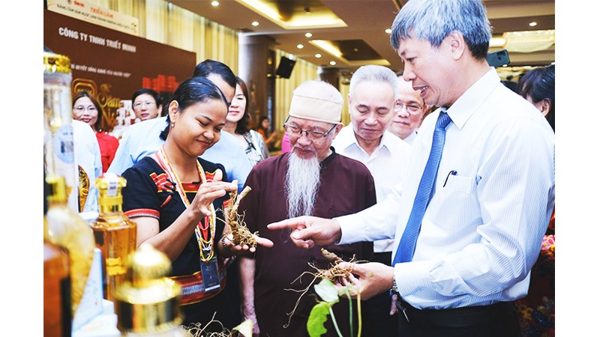 Định danh “quốc bảo” sâm Ngọc Linh