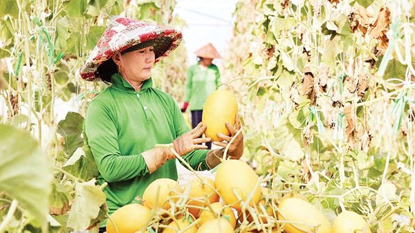 Định hình nông nghiệp công nghệ cao