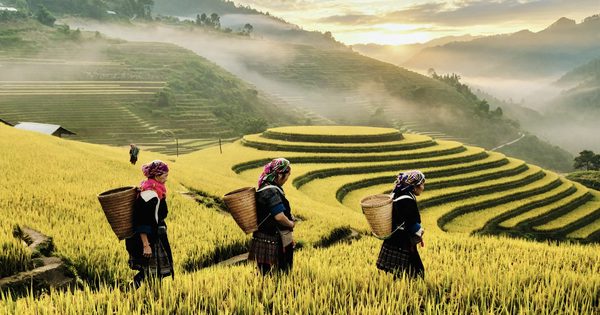 Đỉnh Mâm Xôi ở Mù Cang Chải rực vàng mùa lúa chín
