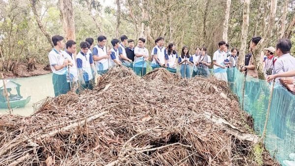 Dỡ chà bắt chuột, tạo sinh kế cho người dân