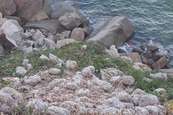 Đổ trộm gần 3,8 tấn ghẹ chết ở bờ biển, tài xế bị phạt hơn 16 triệu đồng