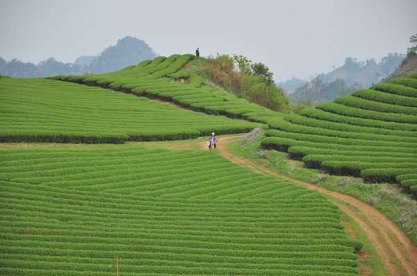 Doanh nghiệp liên quan Ecopark đề xuất làm dự án bất động sản ở Mộc Châu