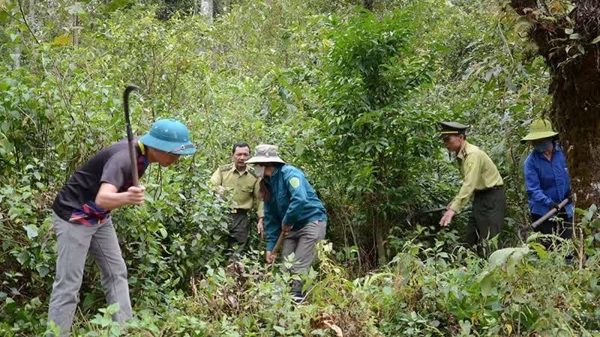 Doanh nghiệp Việt cần lưu ý quy định chống mất rừng của Anh