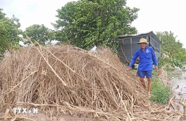 Độc đáo nghề bắt chuột đồng mùa nước nổi ở vùng biên giới Tây Nam