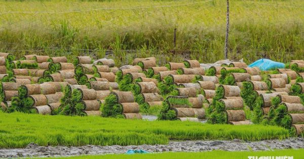 Độc đáo nghề làm mạ khay cho ruộng lúa ở miền Tây