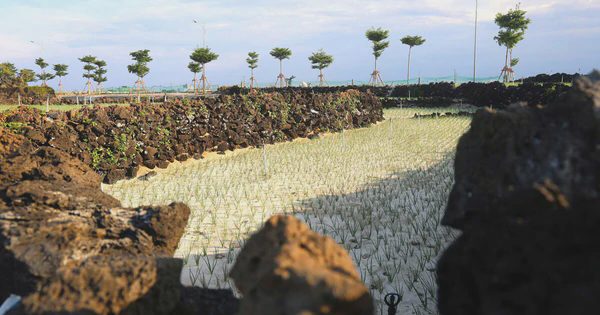 Độc đáo những bờ đá trên các thửa ruộng bậc thang ở đảo tiền tiêu Lý Sơn