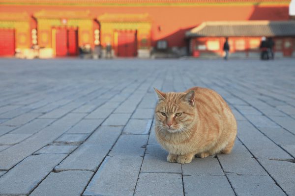 “Đội cận vệ 4 chân” bên trong Tử Cấm Thành