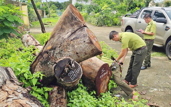 Đổi đơn vị chủ trì làm rõ vụ chặt hạ cây xanh tại Gia Lai