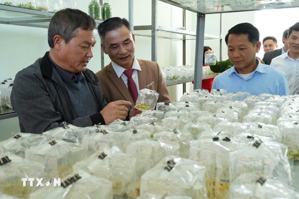 Đổi mới sáng tạo thúc đẩy phát triển kinh tế-xã hội Lai Châu