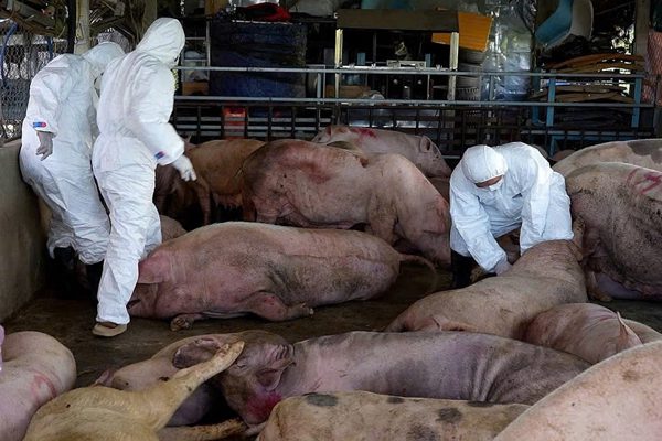 Đôi nam nữ bị khởi tố khi mua bán 750kg lợn bốc mùi làm lạp xưởng