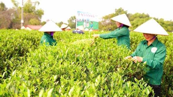 Đồng hành, nâng cao sức cạnh tranh cho kinh tế tập thể