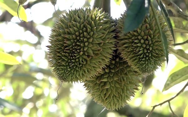 Đồng Nai ban hành đơn giá bồi thường cây trồng, sầu riêng cao nhất gần 12 triệu đồng/cây
