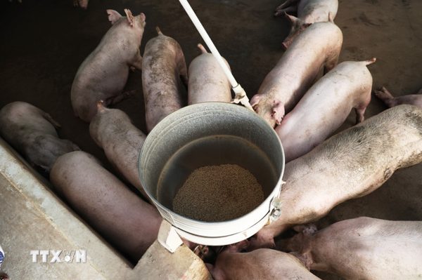 Đồng Nai khởi tố hai bị can trong vụ hơn 2.300 con lợn nhiễm Salbutamol