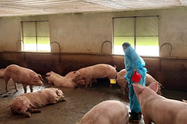 Động thái mới của TPHCM sau vụ phát hiện đường dây ‘vỗ béo’ 10.000 tấn thịt heo bằng chất cấm