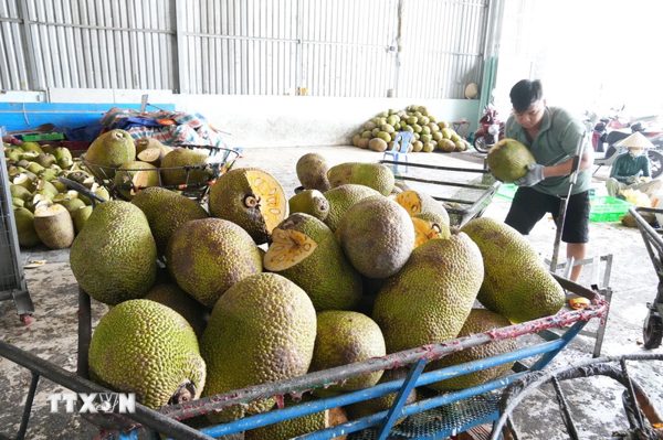 Đồng Tháp: Giá mít tăng mạnh trở lại, nhà vườn phấn khởi