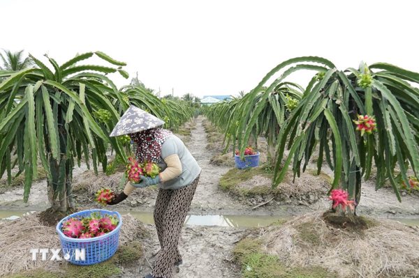Đồng Tháp: Giá thanh long tăng mạnh sau thời gian dài giảm giá
