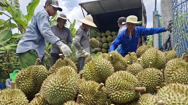 Đồng Tháp hỗ trợ kết nối tiêu thụ nông sản