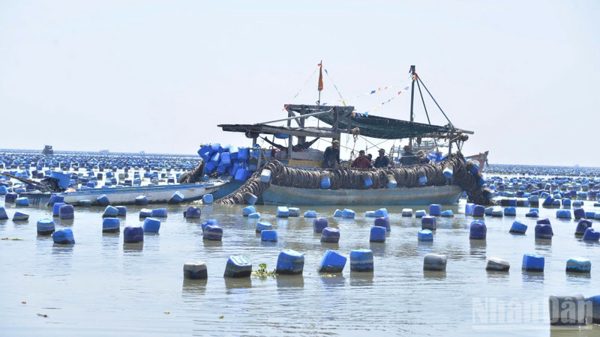 Đồng Tháp kiên quyết xử lý triệt để nuôi hàu trái phép trên biển