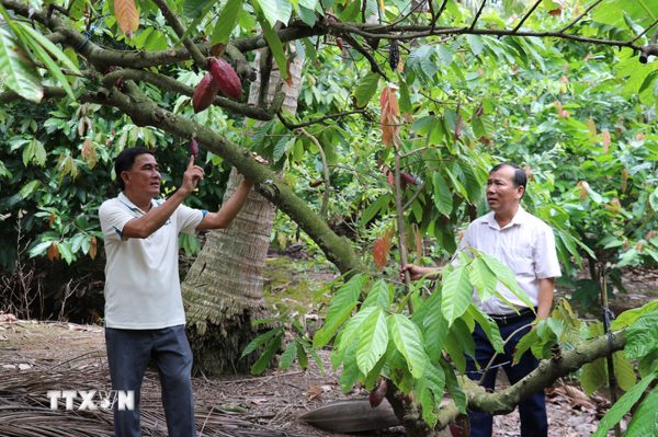 Đồng Tháp: Mô hình dừa trồng xen cacao mang lại hiệu quả kinh tế