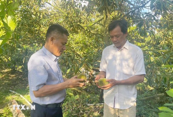 Đồng Tháp: Nỗi lo sầu riêng nghịch vụ rụng trái non trước ngày thu hoạch