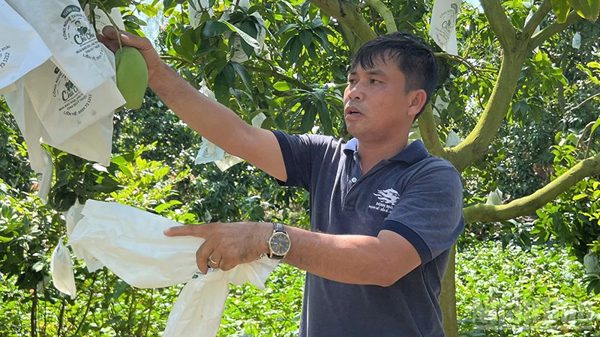 Đồng Tháp: Nông dân trồng xoài keo mong sớm được cấp mã số vùng trồng