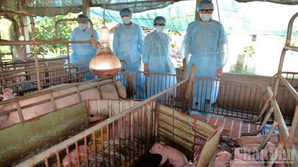 Đồng Tháp: Phát hiện và xử lý nhiều ổ dịch tả lợn châu Phi
