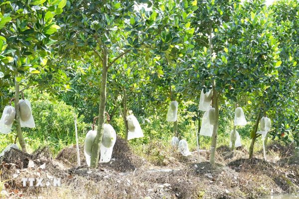 Đồng Tháp thí điểm 10 mô hình hợp tác xã gắn với vùng nguyên liệu