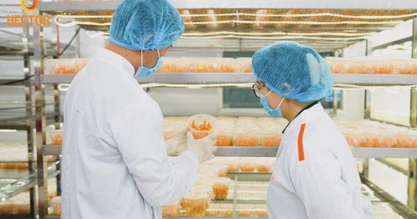 Đông trùng hạ thảo: Từ quà biếu đắt đỏ đến thức uống hằng ngày