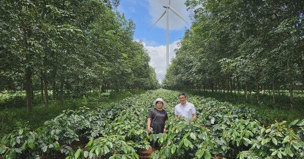 Dự án 20.000ha cà phê của bầu Đức đón tin vui sớm