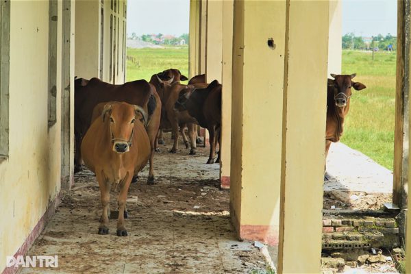 Dự án trường hàng chục tỷ đồng thành nơi "nghỉ mát" của trâu bò