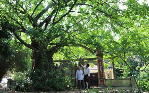 Đưa cây lớn, cây cổ thụ về tôn tạo rừng thiêng Trung Sơn