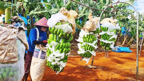 Đưa nông sản đại ngàn vươn tầm thế giới