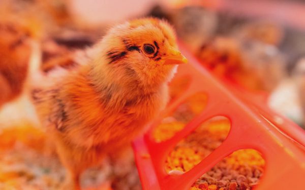Đưa tia cực tím vào chuồng gà để 'chặn' cúm gia cầm