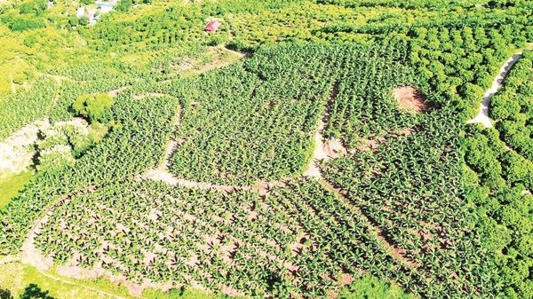 Dựng cơ nghiệp từ đôi bàn tay trắng