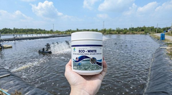Eco White – giải pháp đột phá kiểm soát bệnh phân trắng trên tôm an toàn