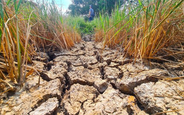 El Nino có thể vượt mốc lịch sử, 85.800ha lúa miền Tây đối mặt hạn mặn