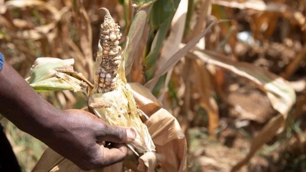 El Nino làm gia tăng nguy cơ thời tiết cực đoan
