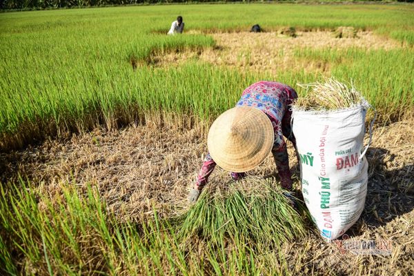El Nino lần thứ 6 đạt cực đại sau 76 năm, miền Nam đối mặt hạn hán khốc liệt