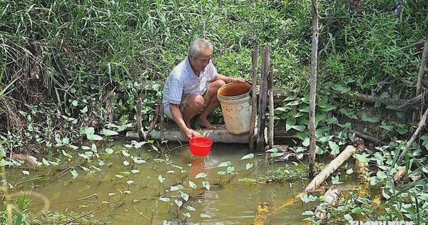 El Nino rất mạnh, gần 13.800 hộ dân Cà Mau có thể thiếu nước